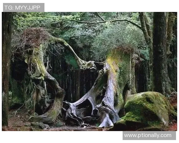 福尔摩沙与世界的对话探索文化交融与未来发展之路